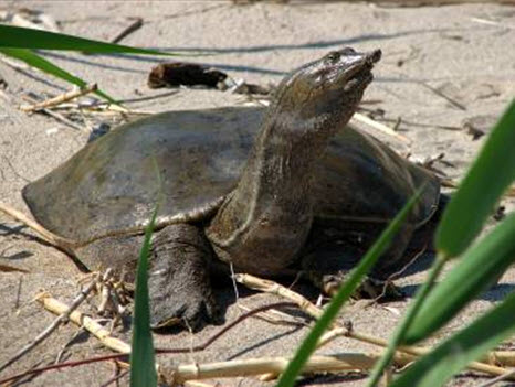 Photo de la Tortue molle à épines