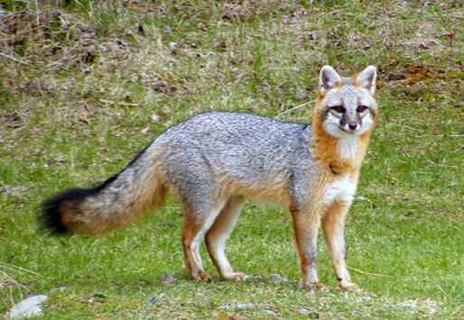 COSEWIC Assessment and Status Report on the Gray Fox Urocyon  cinereoargenteus in Canada - 2015 