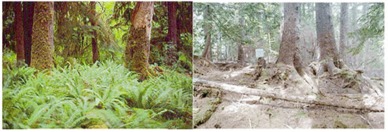 Photo of Low Island and East Limestone Island land