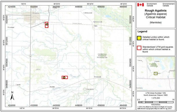 Map showing Critical habitat for Rough Agalinis in Manitoba.  See detailed image description below