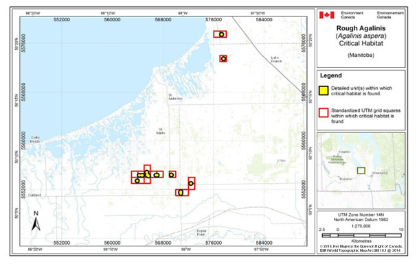 Map showing Critical habitat for Rough Agalinis in Manitoba.  See detailed image description below