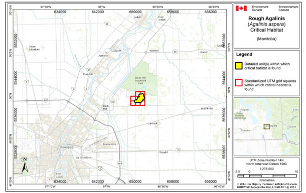 Map showing Critical habitat for Rough Agalinis in Manitoba.  See detailed image description below