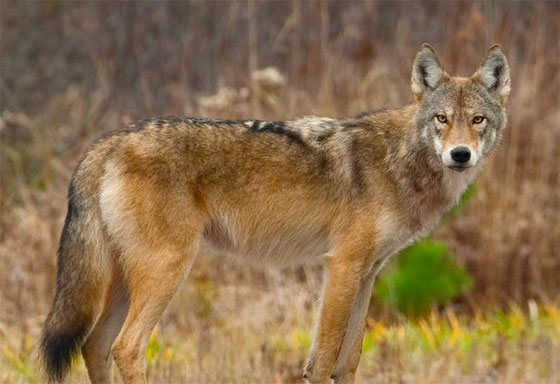 Caractéristiques et description du Loup Gris