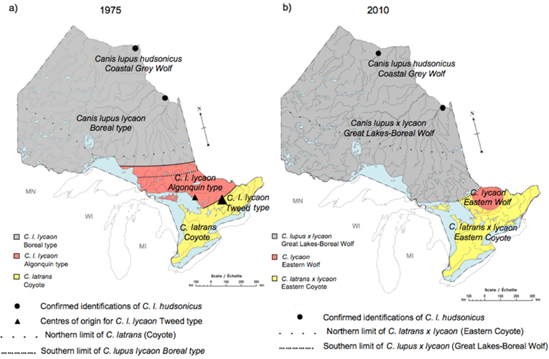 Map of Distributions of types of Canis species in Ontario