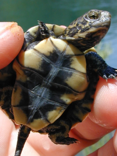 Photographe de Tortue de l'Ouest.  Voir la description longue de la figure 3 ci-dessous