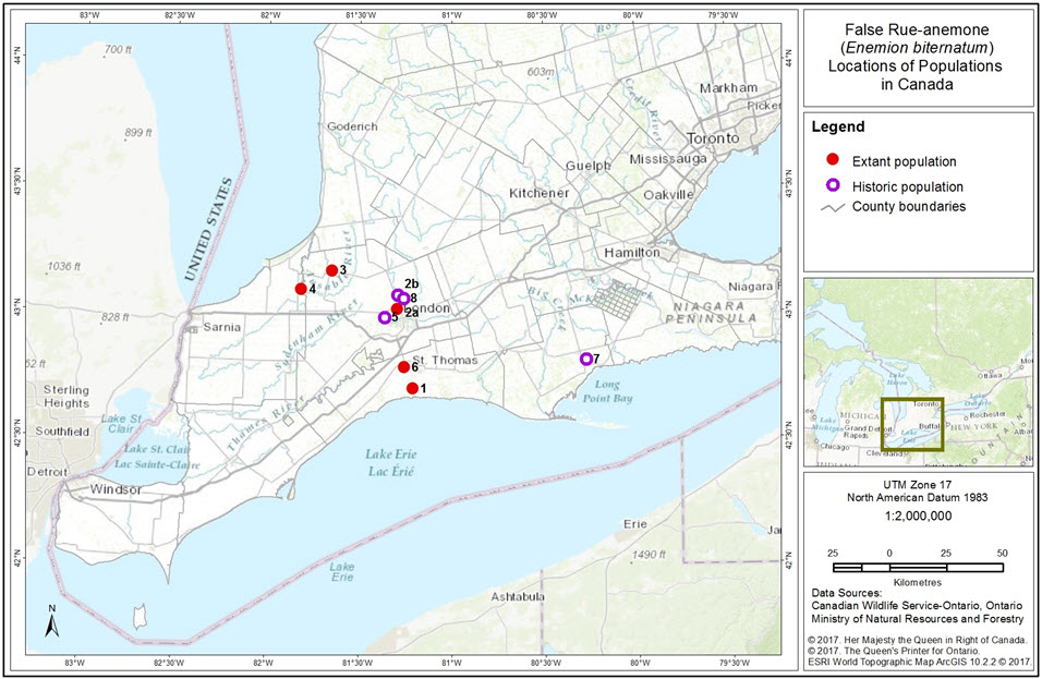 Distribution of the False Rue-anemone