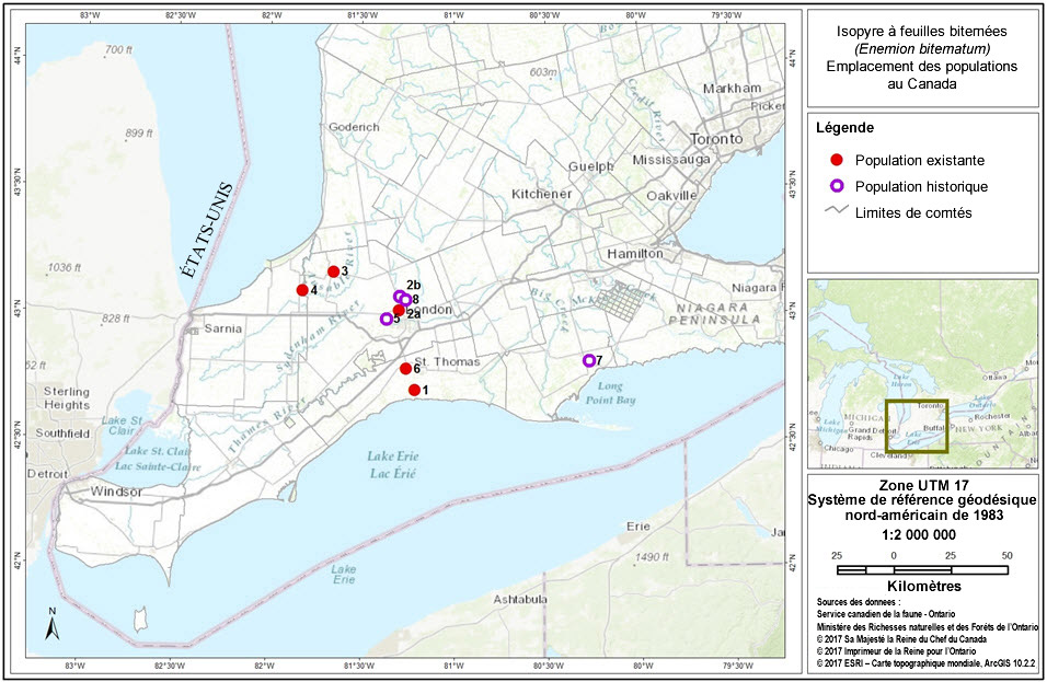Distribution of the False Rue-anemone