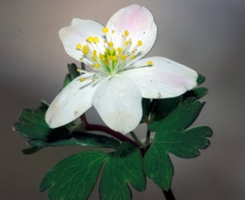 False Rue-anemone