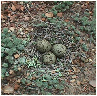 Mountain Plover nest and eggs