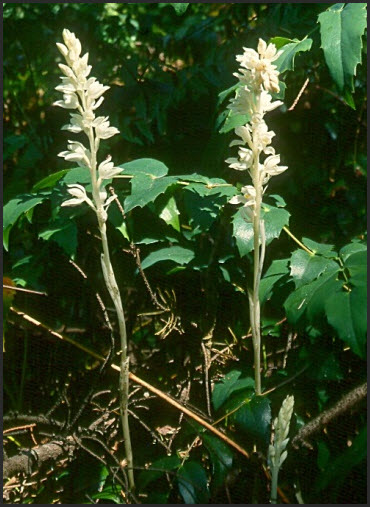 Image of Phantom Orchid