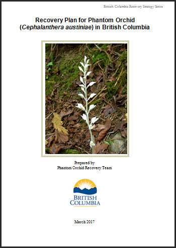 Photo of Mexican Mosquito Fern
