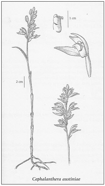 Illustration of phantom orchid