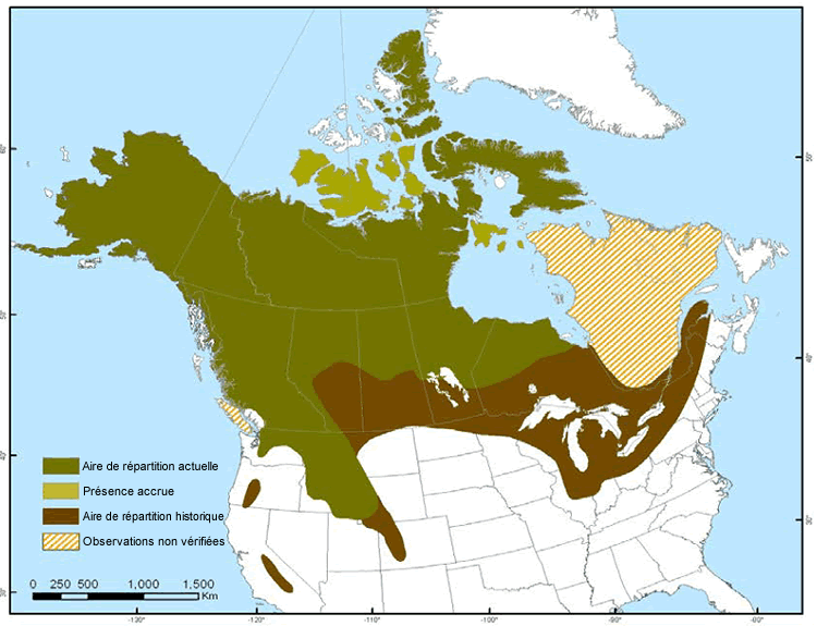 Carte : Canada et État-Unis qui démontre : l'aire de répartition actuelle, la présence accrue, l'aire de répartition historique et l'observations non vérifiées