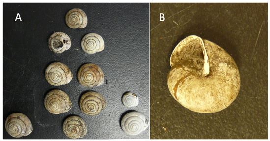 Two photos of Proud Globelet shells
