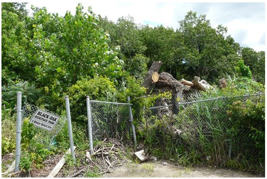 Photo of the wood dump