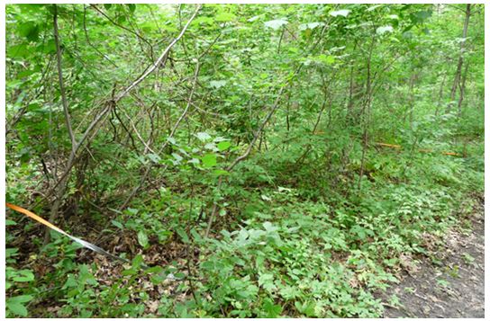 Photo of Proud Globelet in forest