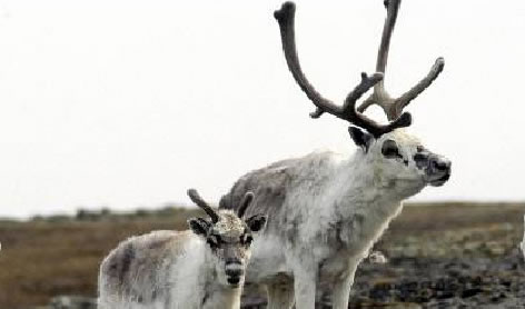 Photograph of two Peary Caribou - a mother and her calf. Copyright: A. Gunn GNWT.