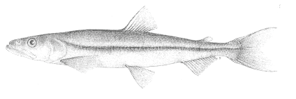 Grand éperlan arc-en-ciel du lac Utopia