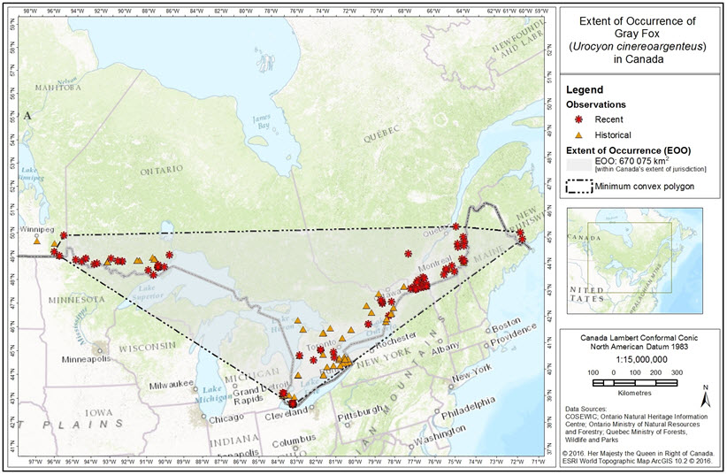 Extent  of Occurrence (EOO) of the Gray Fox in Canada