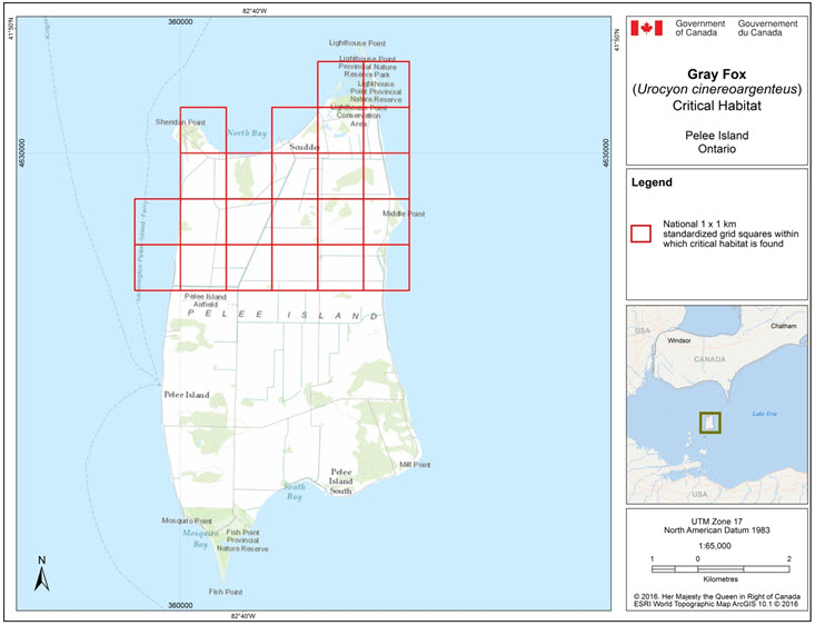 Grid squares that contain critical habitat for the Gray Fox in Canada