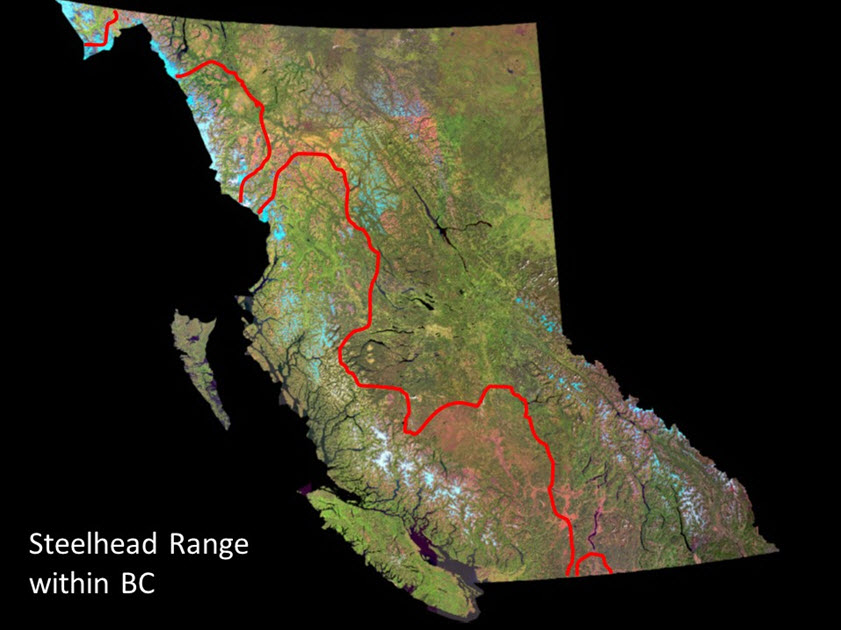 Approximate range of Steelhead Trout  in BC