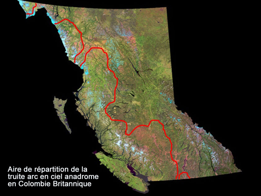 Aire de répartition approximative de la truite arc en ciel anadrome en Colombie Britannique