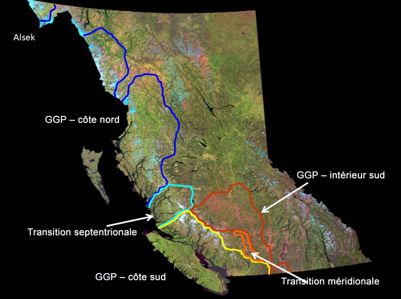 Répartition des grands groupes phylogénétiques