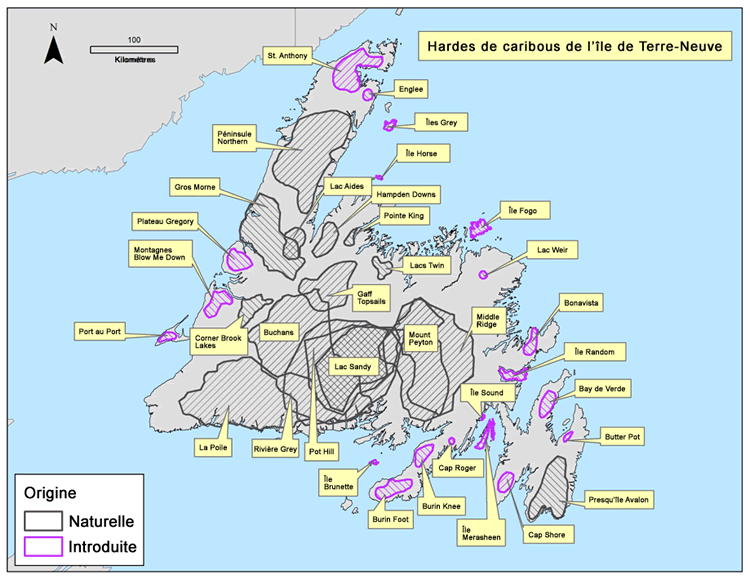 Carte montrant la répartition de 36 sous-populations de caribous sur l'île de Terre-Neuve.