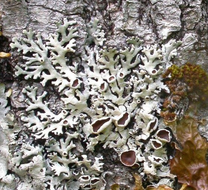 Photo: Black-foam Lichen