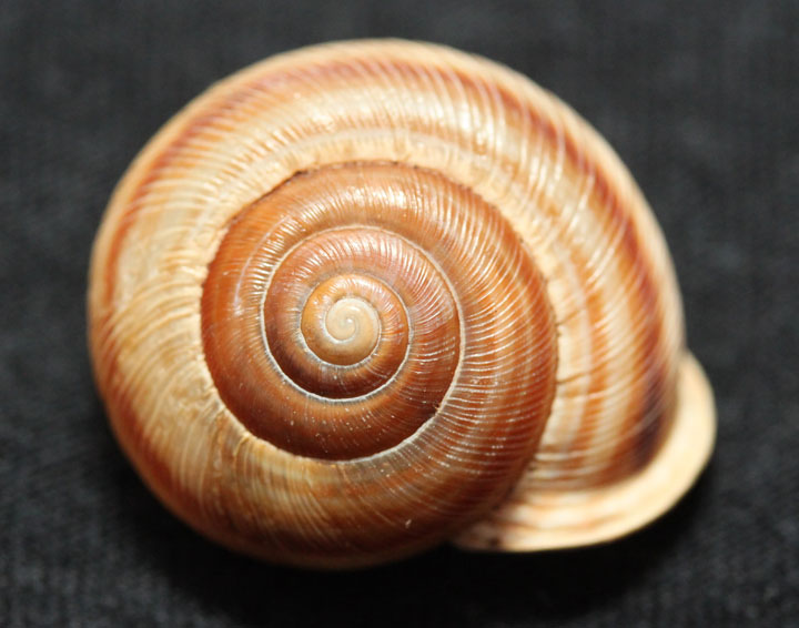 Photo: Broad-banded Forestsnail