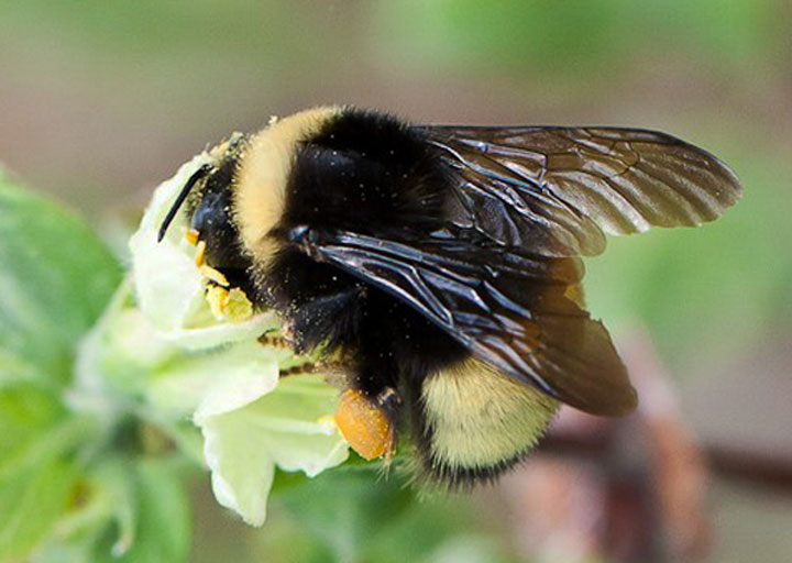 Photo d'un bourdon terricole 