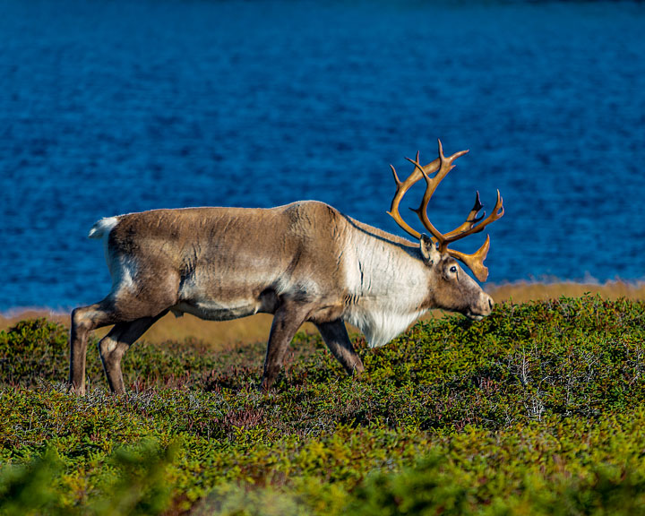 Photo : Caribou (Population de Terre-Neuve)