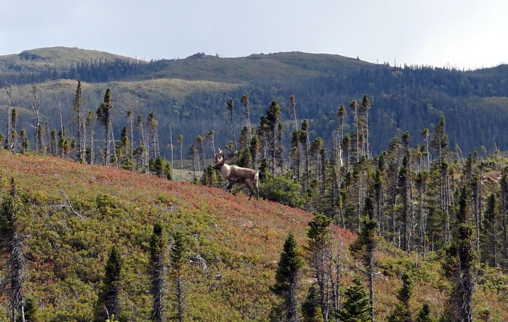 Photo of an adult Caribou