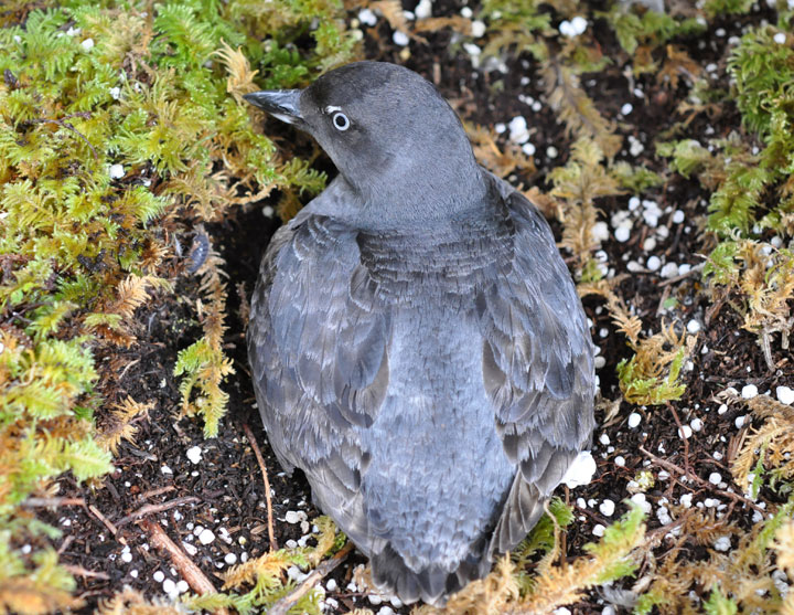 Photo: Cassin's Auklet