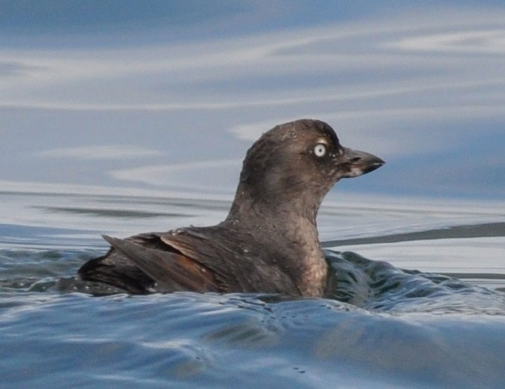 Photo of a Cassin's Auklet, Ptychoramphus aleuticus, in water.
