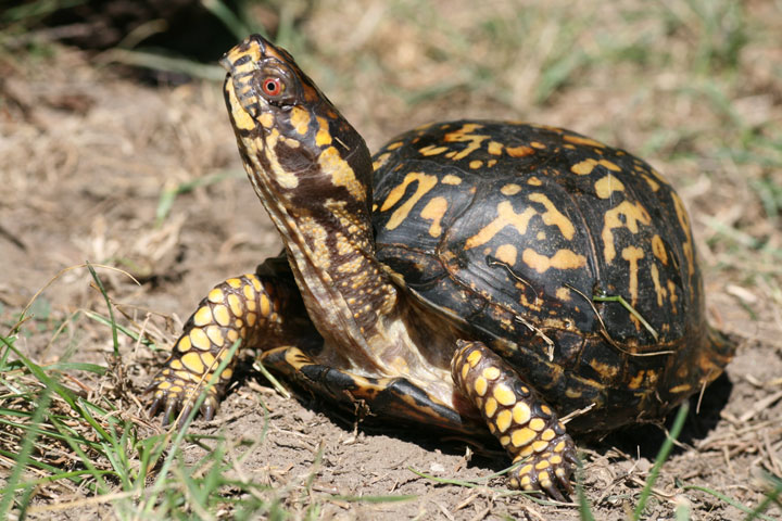 Photo: Eastern Box Turtle