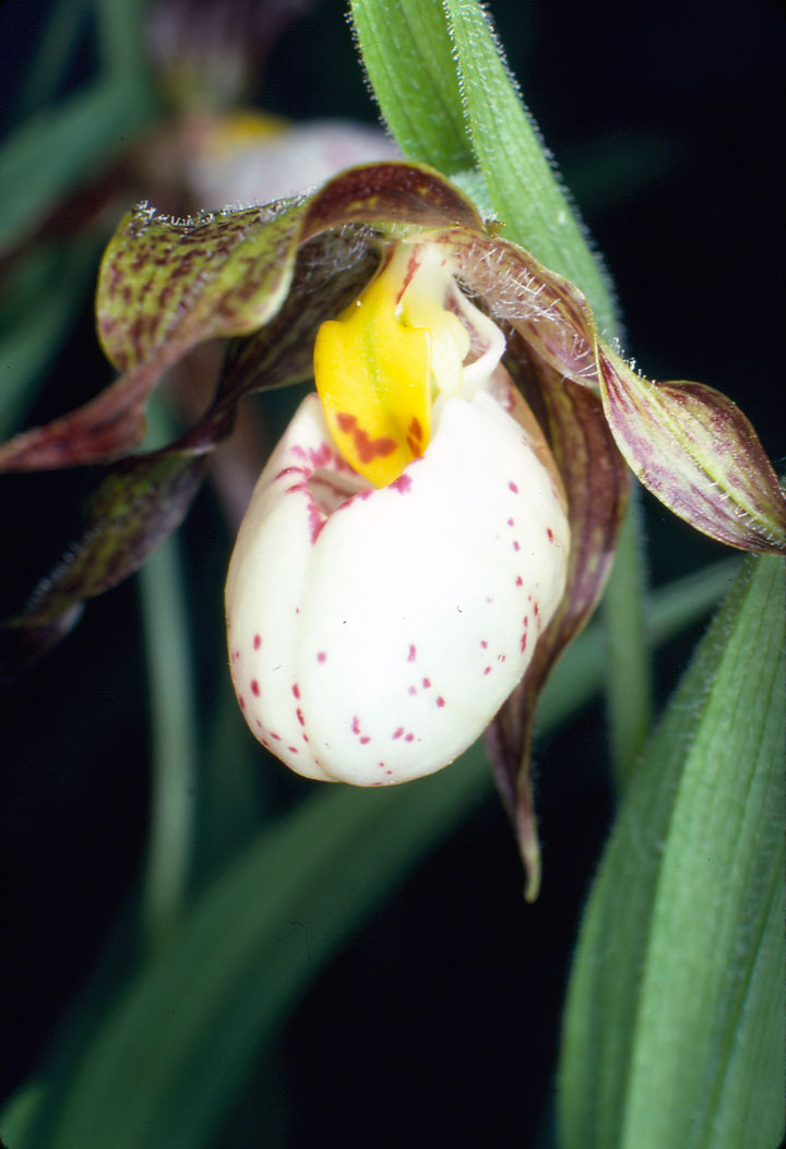 Photo: Cypripède  blanc