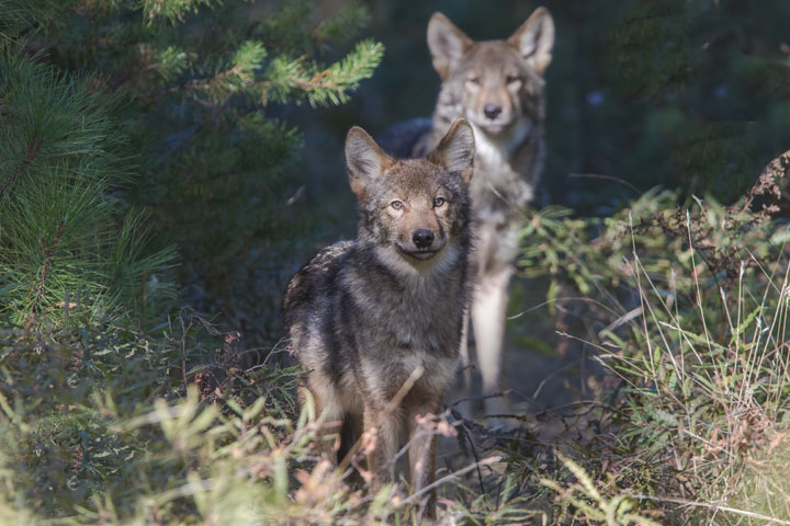 Photo: 2 Eastern Wolves