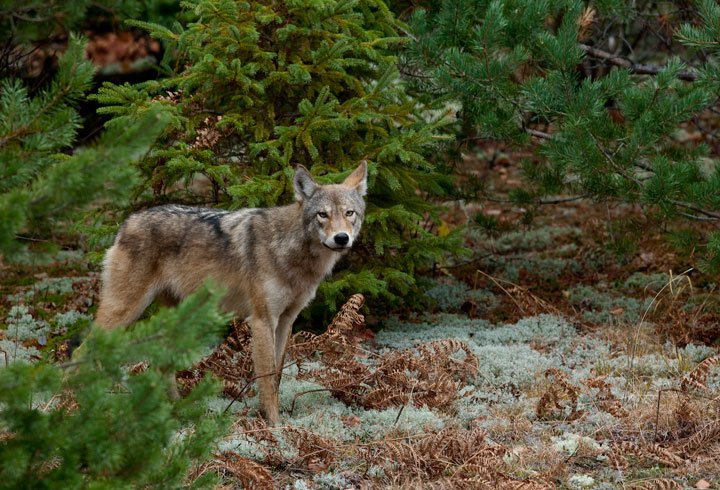 Photo: Eastern Wolfe