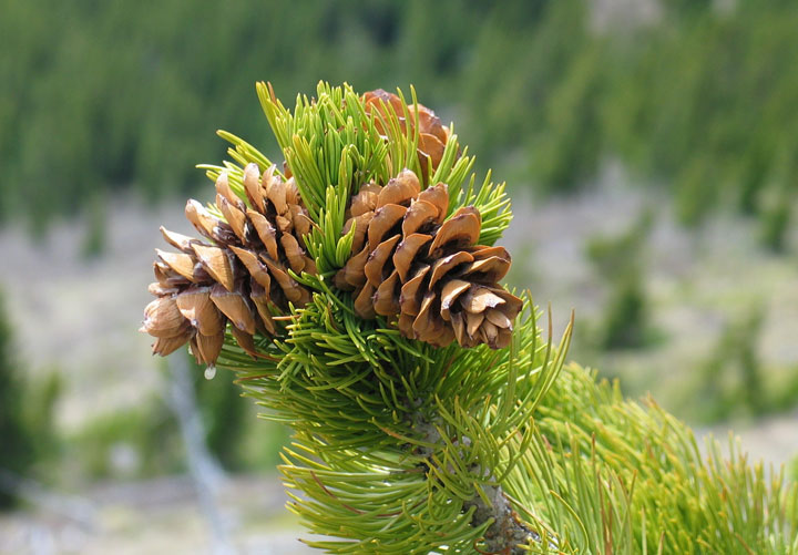Photograph of mature Limber Pine cones.