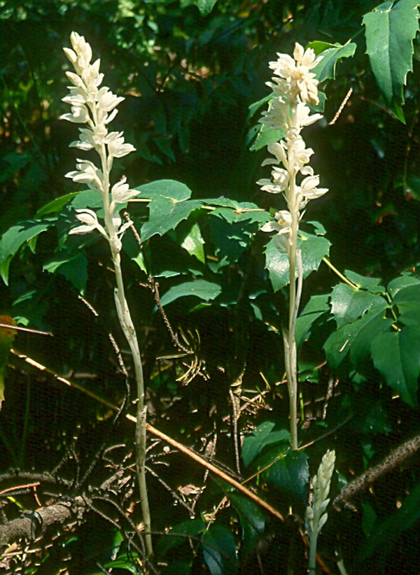 Photo: Phantom Orchid