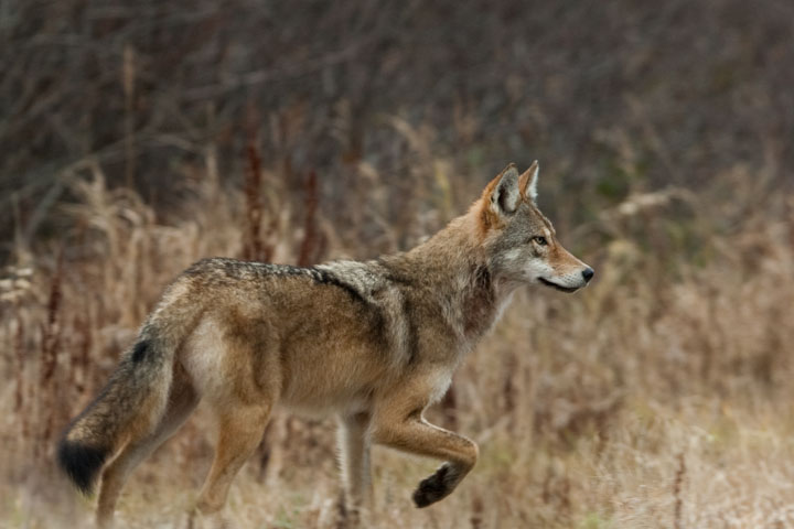 Photo :  Loup de l'Est