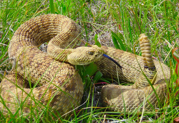 Photo: Prairie Rattlesnake
