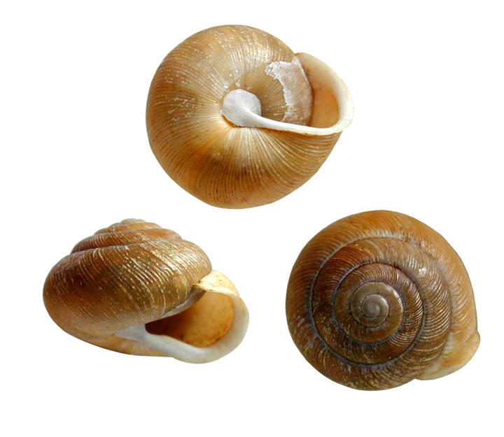 Photo : Patère de Pennsylvanie