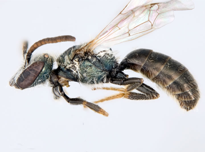 Photo: Sable Island Sweat Bee