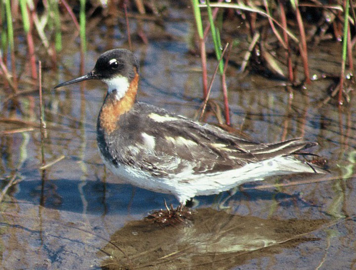 Photo : Phalarope à bec étroit