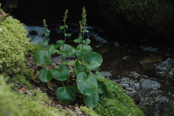 Photo: Spiked Saxifrage