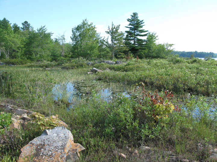 Photograph of the Tall Beakrush potential habitat