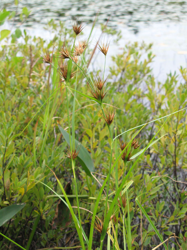 Photo of flowering Tall Beakrush with mature fruit.