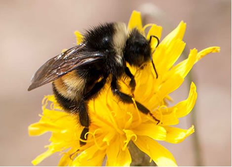 Photo of a Yellow-banded Bumble Bee